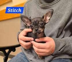 Enlarge Stitch, a ADOPTABLE Chihuahua in Sudbury, MA image 1/1
