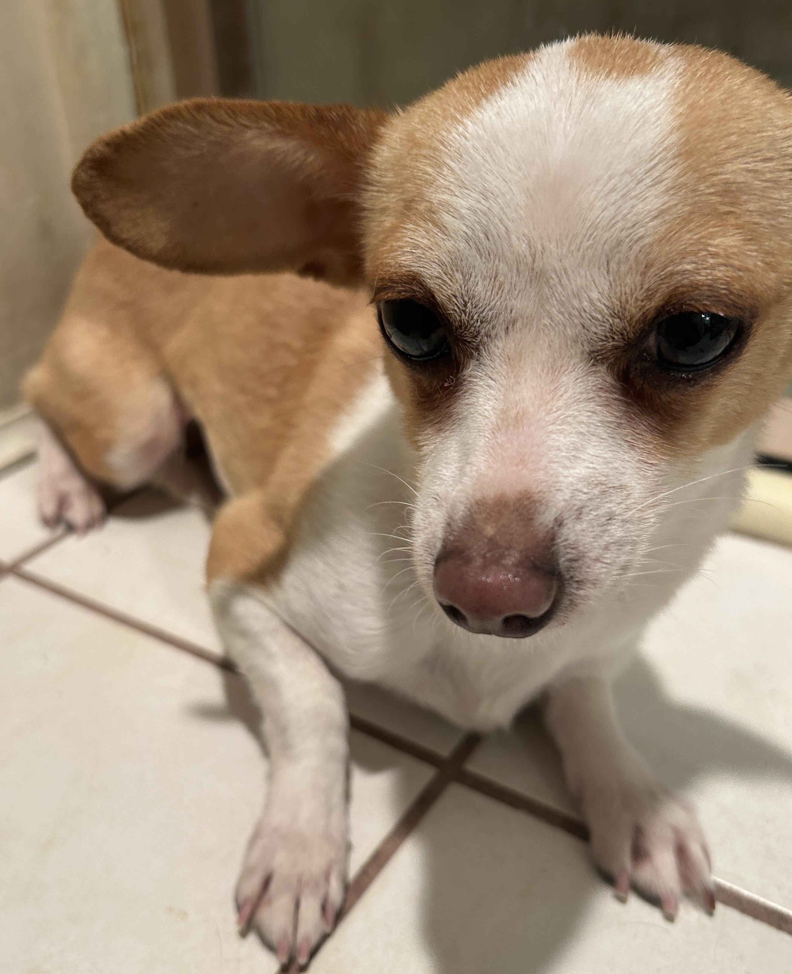 Enlarge ALEXIE, a ADOPTABLE Chihuahua in El Cajon, CA image 3/6