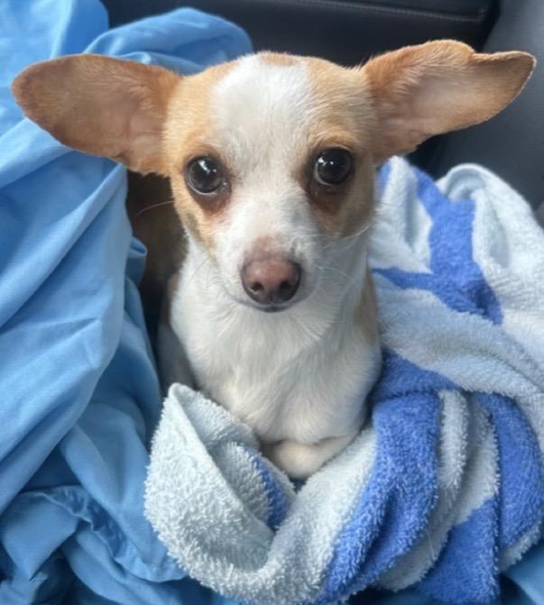 Enlarge ALEXIE, a ADOPTABLE Chihuahua in El Cajon, CA image 4/6