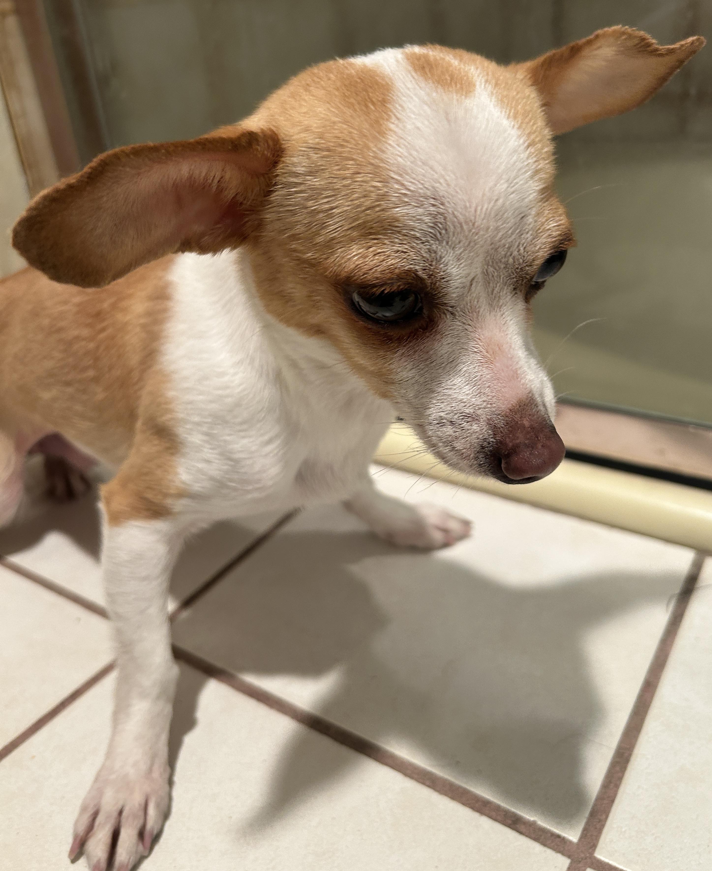 Enlarge ALEXIE, a ADOPTABLE Chihuahua in El Cajon, CA image 5/6