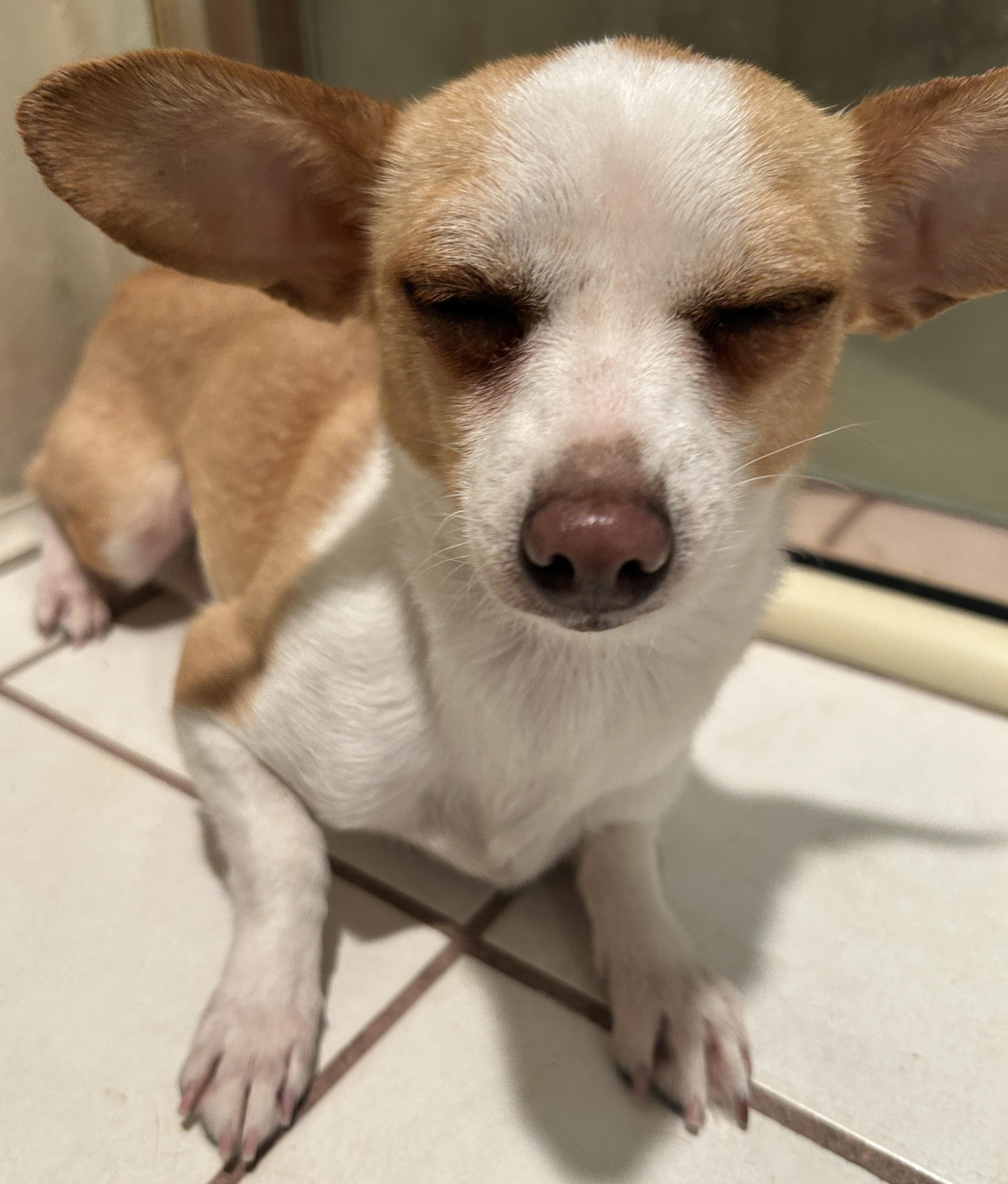 ALEXIE, ADOPTABLE, Adult Female Chihuahua.