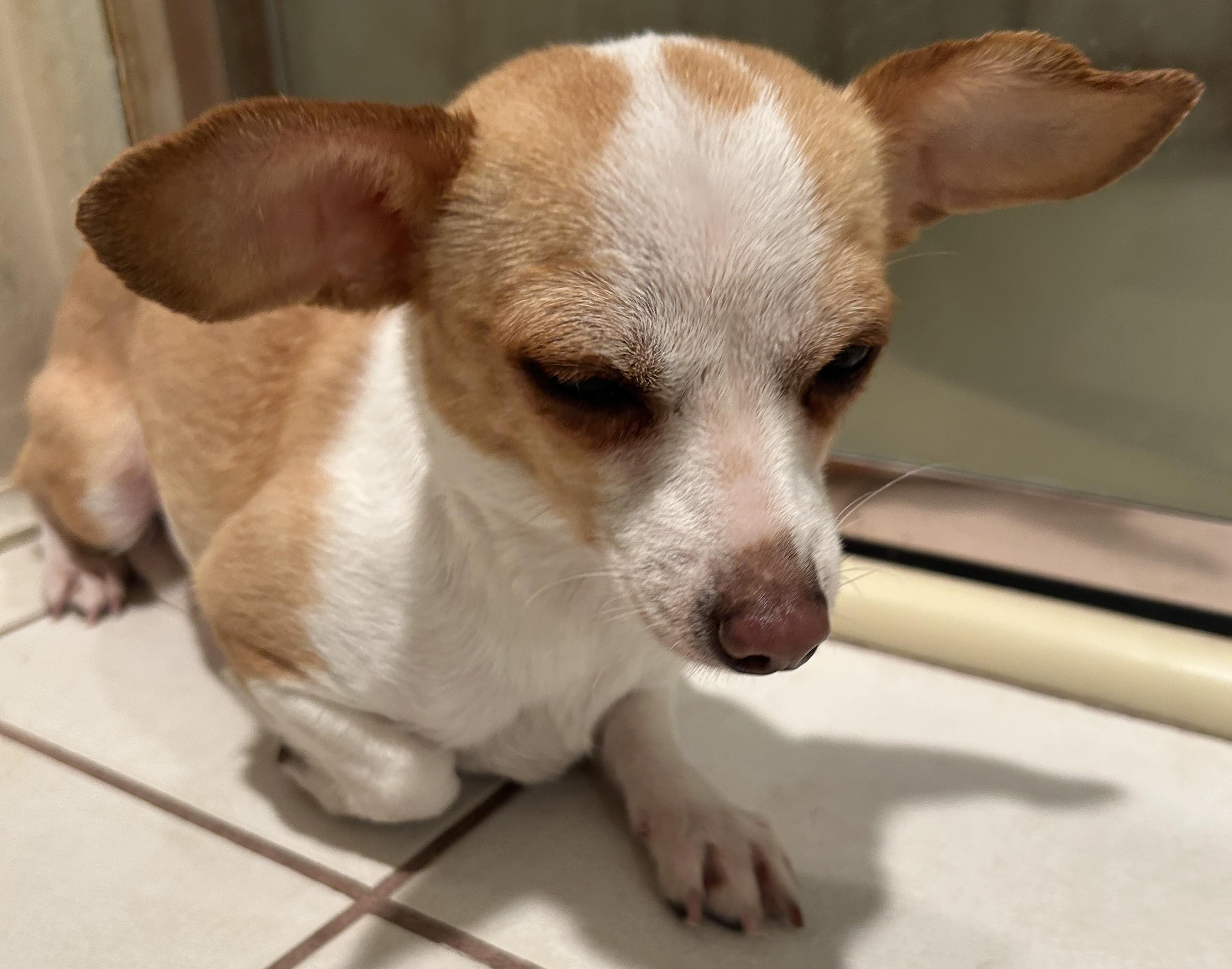 Enlarge ALEXIE, a ADOPTABLE Chihuahua in El Cajon, CA image 2/6