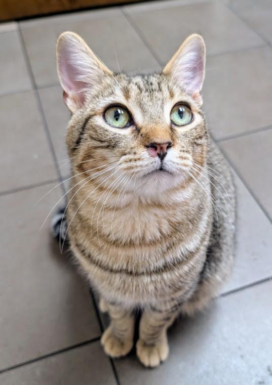 Madrid, an adoptable Domestic Short Hair in Santa Rosa, CA, 95401 | Photo Image 5