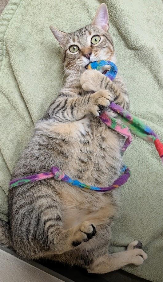 Pesto, a Adoptable Domestic Short Hair image 2/3