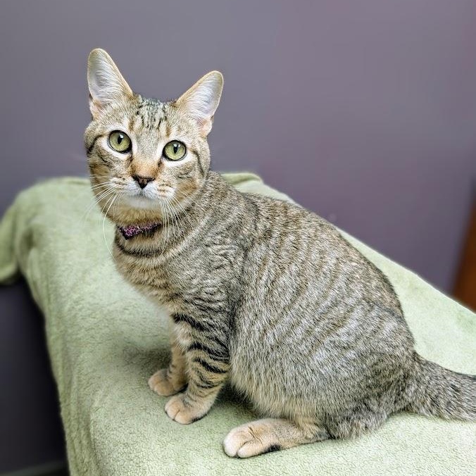 Pesto, Adoptable, Young Male Domestic Short Hair.