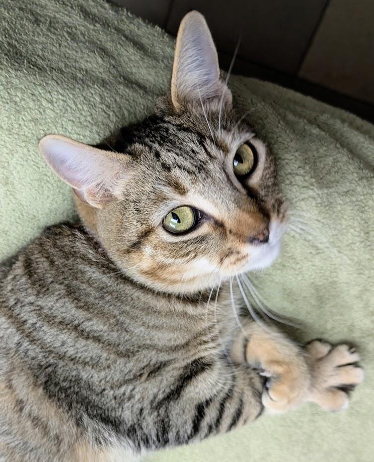 Pesto, a Adoptable Domestic Short Hair image 3/3