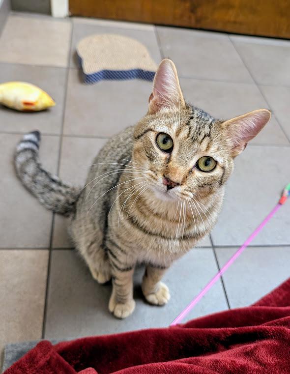 Madrid, an adoptable Domestic Short Hair in Santa Rosa, CA, 95401 | Photo Image 6
