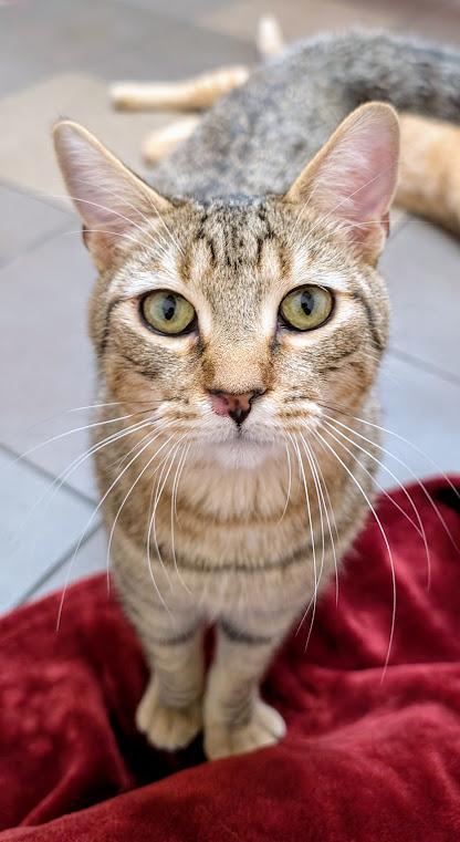 Madrid, an adoptable Domestic Short Hair in Santa Rosa, CA, 95401 | Photo Image 4