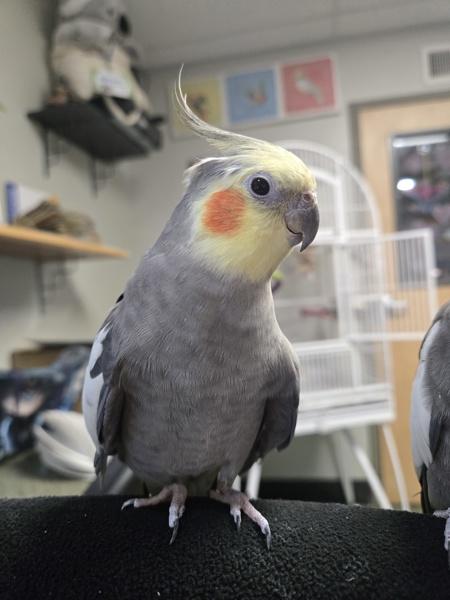 Socrates, Adoptable, Senior Male Cockatiel.