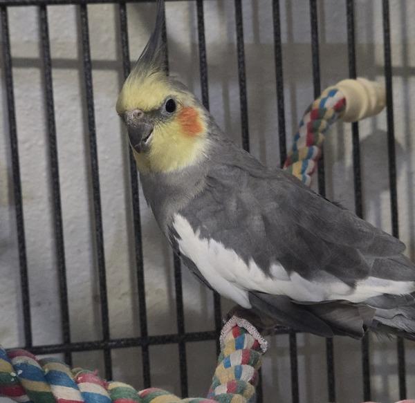 Socrates, Adoptable, Senior Male Cockatiel.