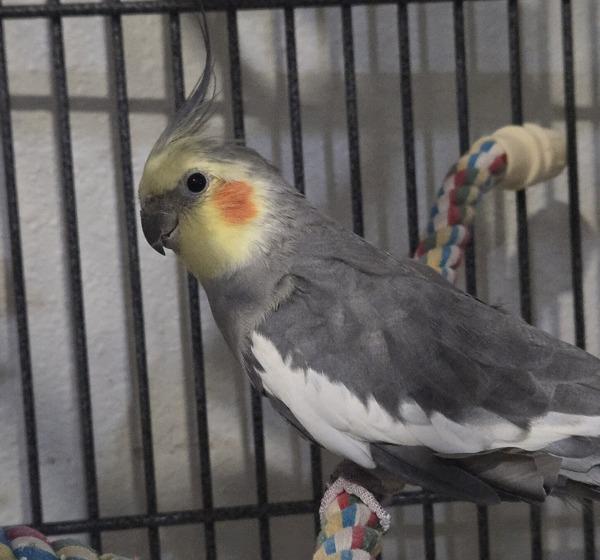 Enlarge Socrates, a Adoptable Cockatiel in Elizabeth, CO image 4/6