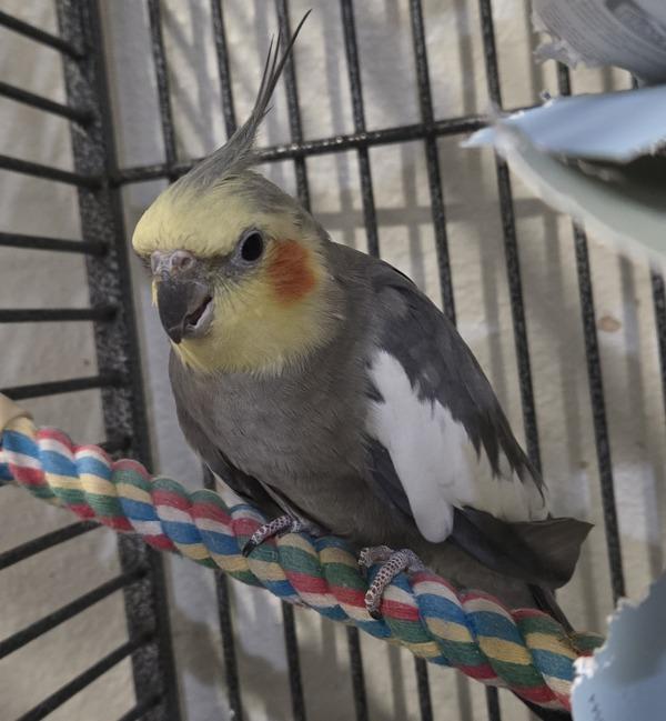 Enlarge Socrates, a Adoptable Cockatiel in Elizabeth, CO image 2/3