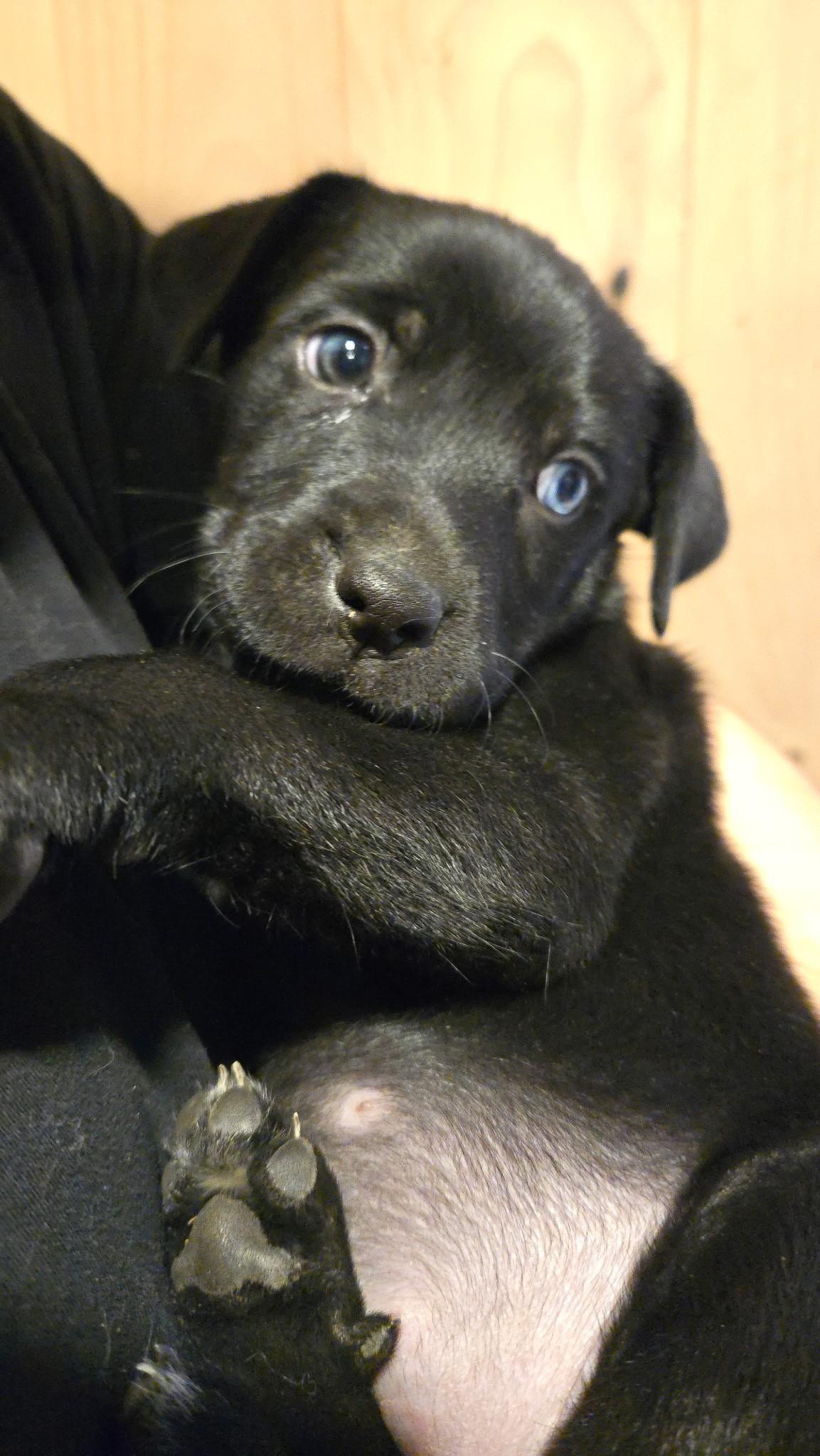 Enlarge Rasputia, a ADOPTABLE mixed breed in Carlsbad, CA image 1/1