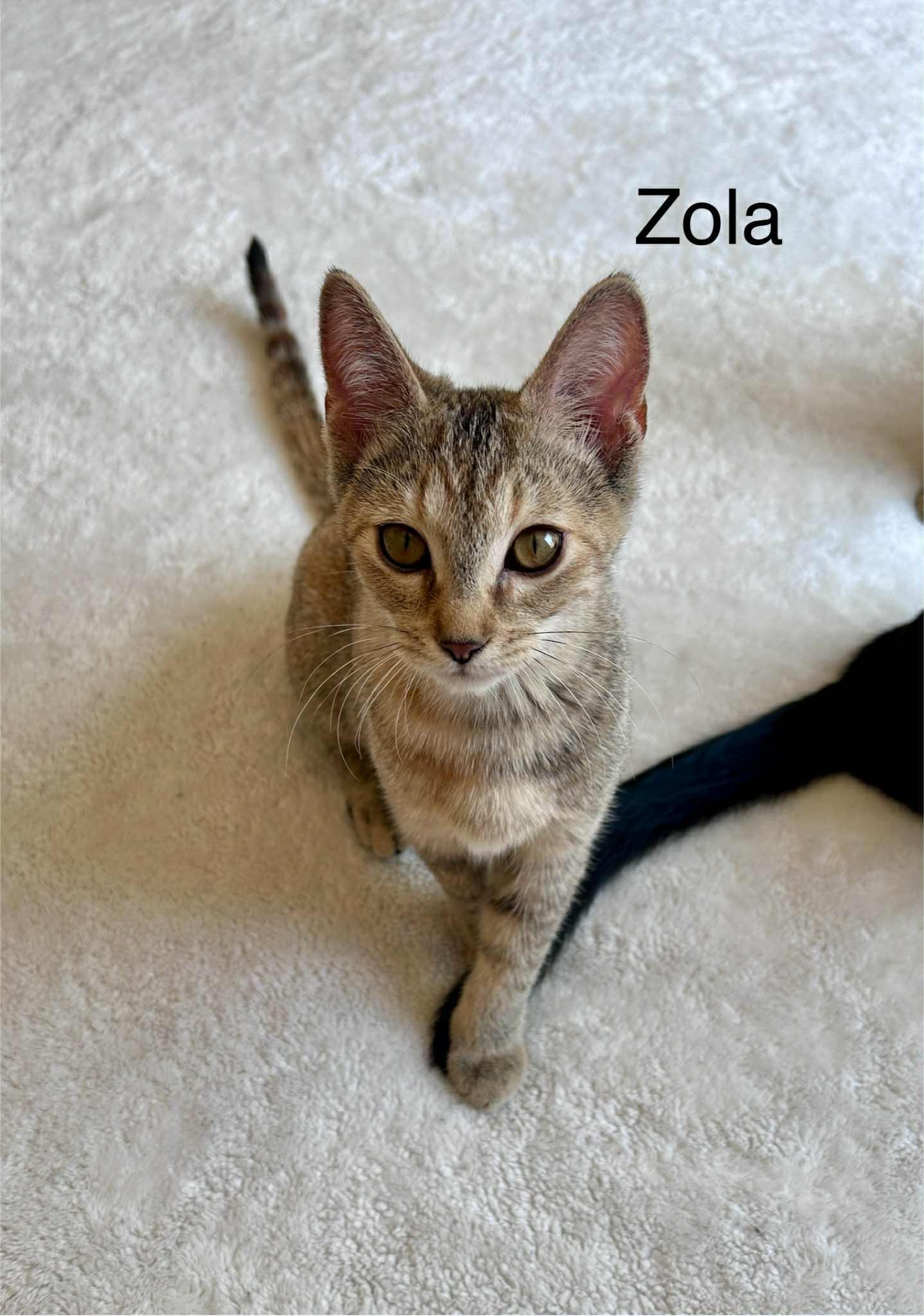 GorgonZola (Zola)