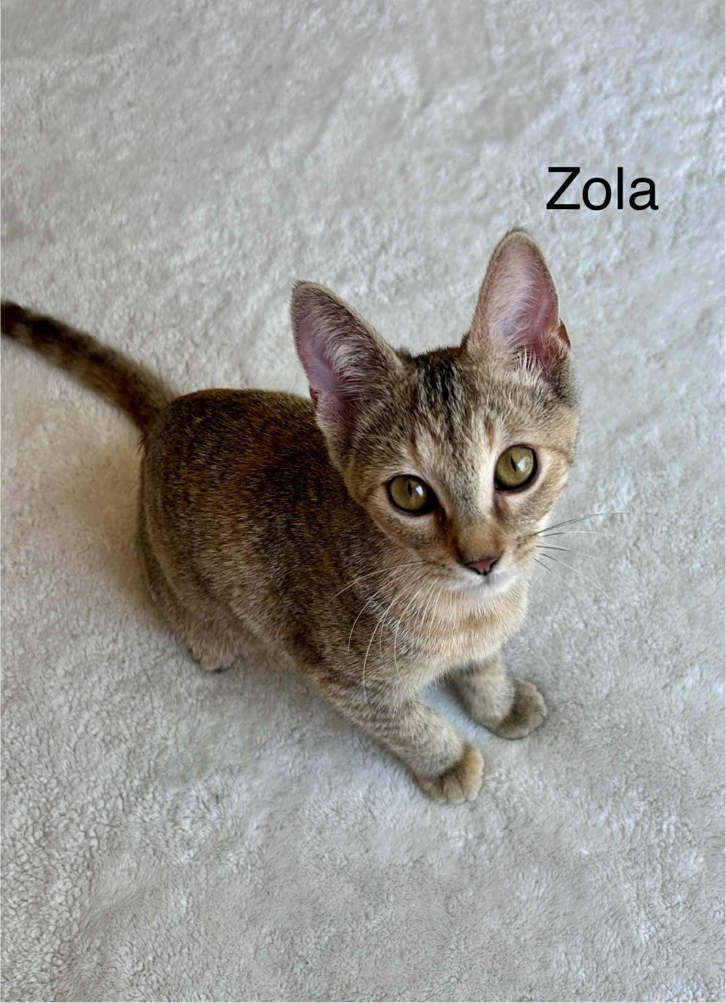 GorgonZola (Zola)
