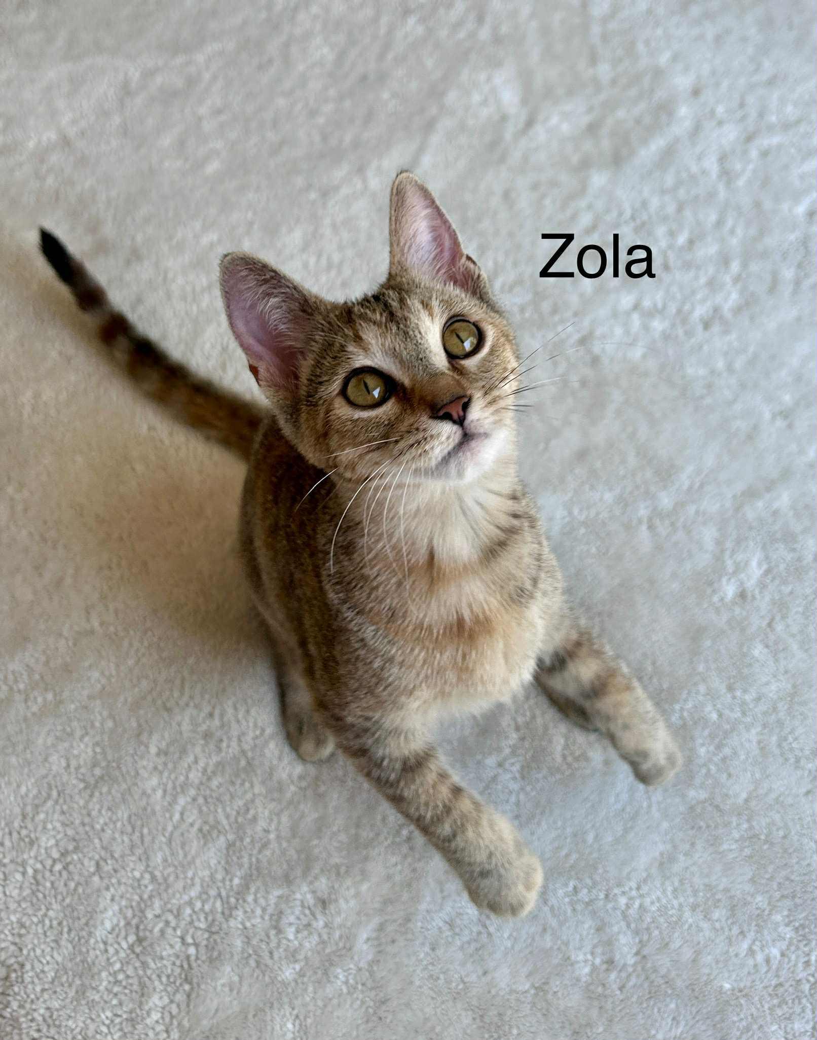 GorgonZola (Zola)