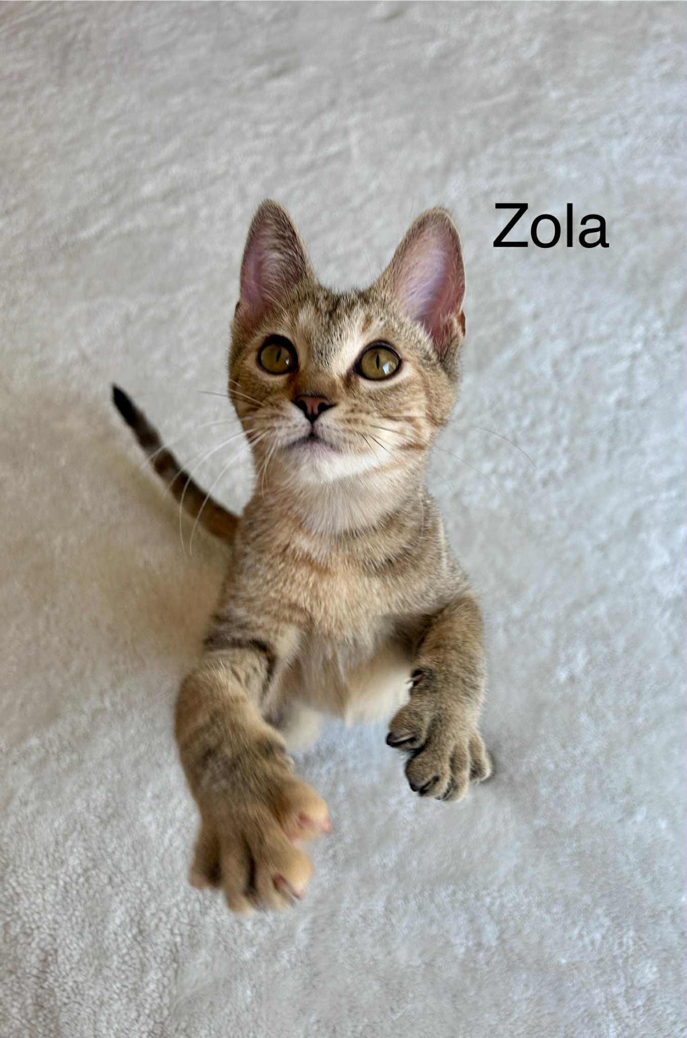 GorgonZola (Zola)