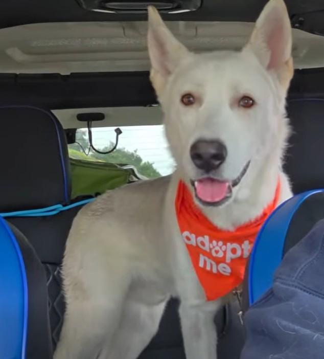 Enlarge Prince Charming, a ADOPTABLE mixed breed in Missoula, MT image 3/6