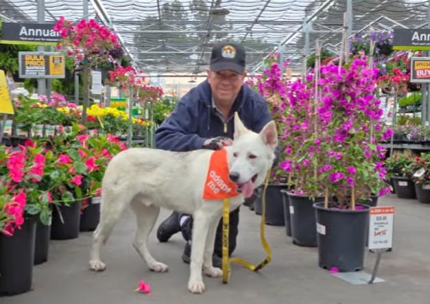 Enlarge Prince Charming, a ADOPTABLE mixed breed in Missoula, MT image 5/6