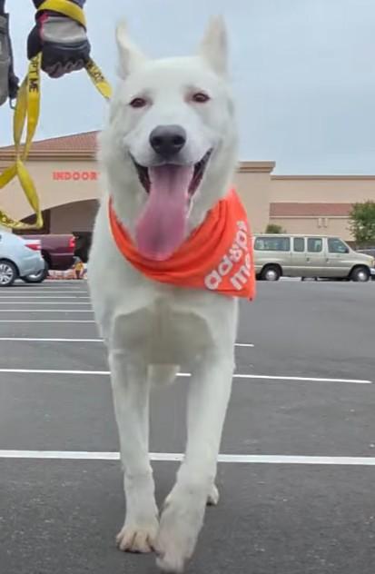 Enlarge Prince Charming, a ADOPTABLE mixed breed in Missoula, MT image 1/6