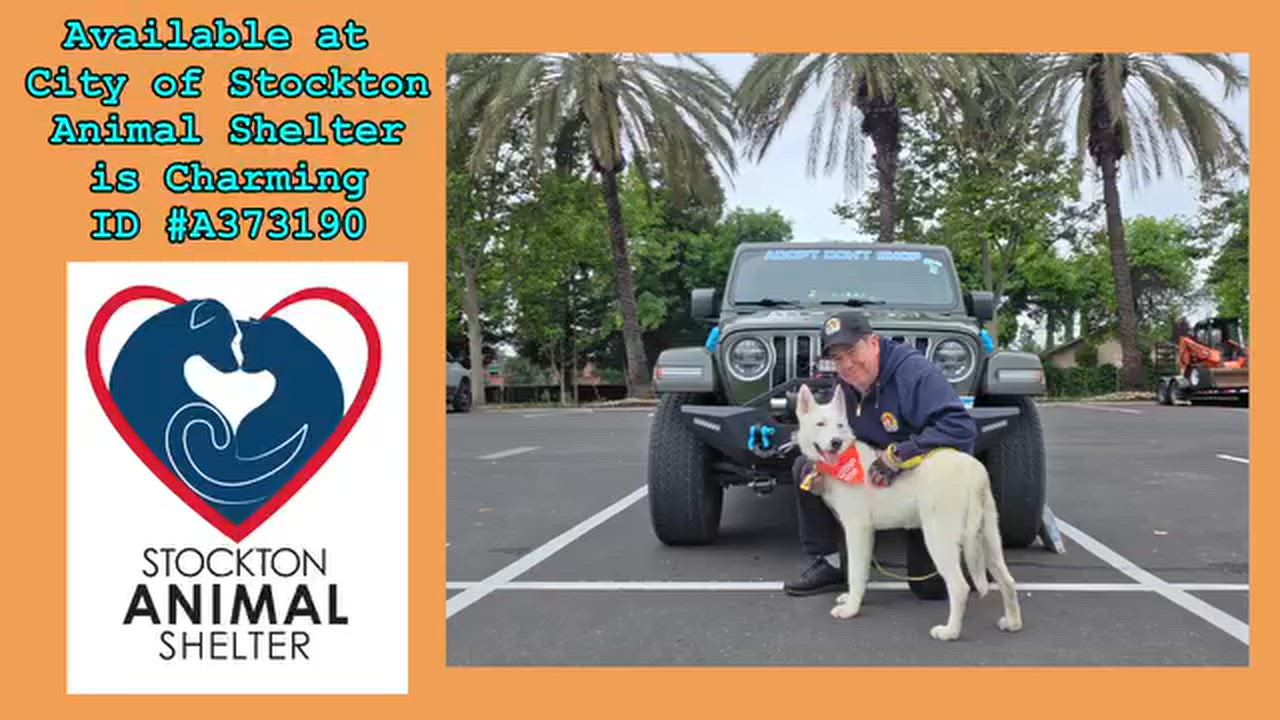Enlarge Prince Charming, a ADOPTABLE mixed breed in Missoula, MT video 2/6
