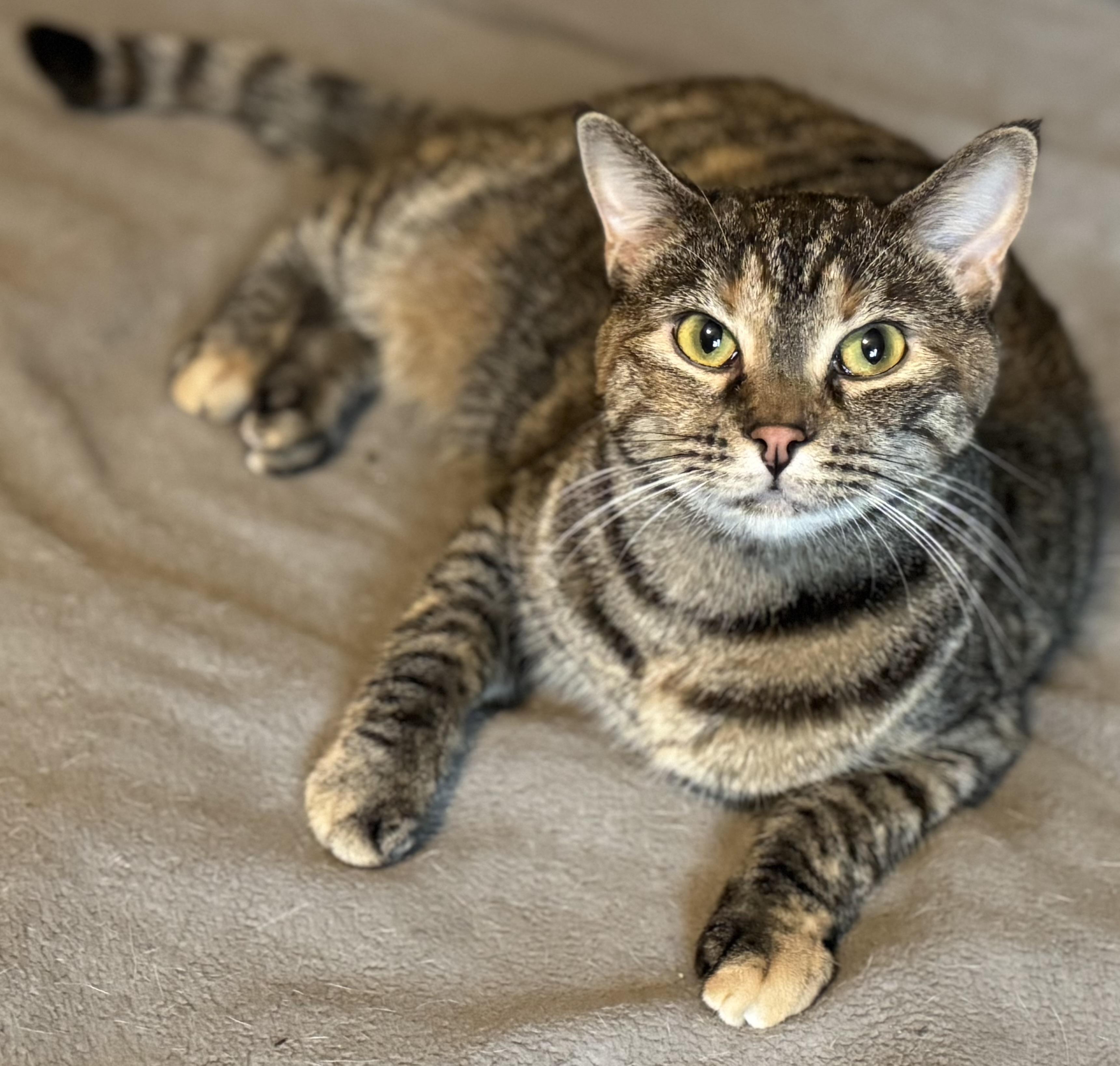 Evany, ADOPTABLE, Adult Female Domestic Short Hair.