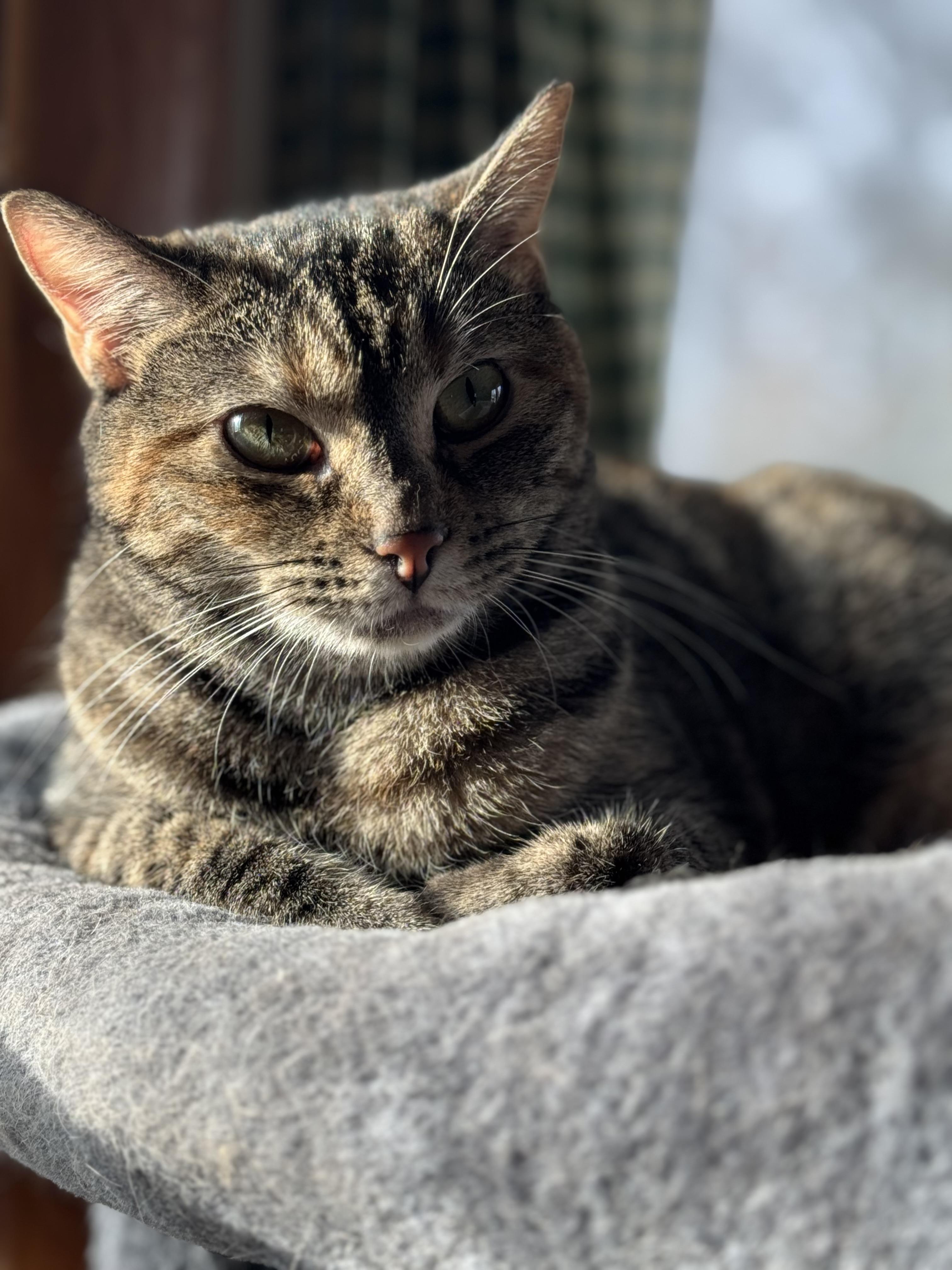 Enlarge Evany, a ADOPTABLE Domestic Short Hair in Sedalia, MO image 3/3