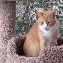 Ida, ADOPTABLE, Senior Female Domestic Short Hair.