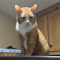 Enlarge Ida, a ADOPTABLE Domestic Short Hair in Annapolis, MD image 3/3