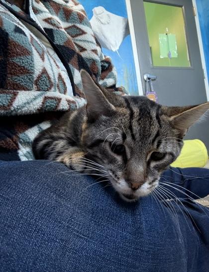 Enlarge Twix, a Adoptable mixed breed in Harbor Springs, MI image 2/4