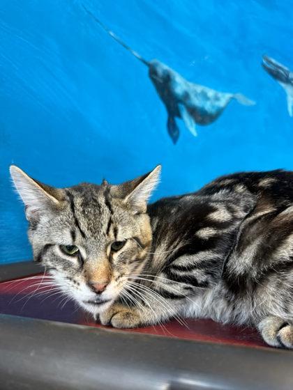 Enlarge Twix, a Adoptable mixed breed in Harbor Springs, MI image 3/4