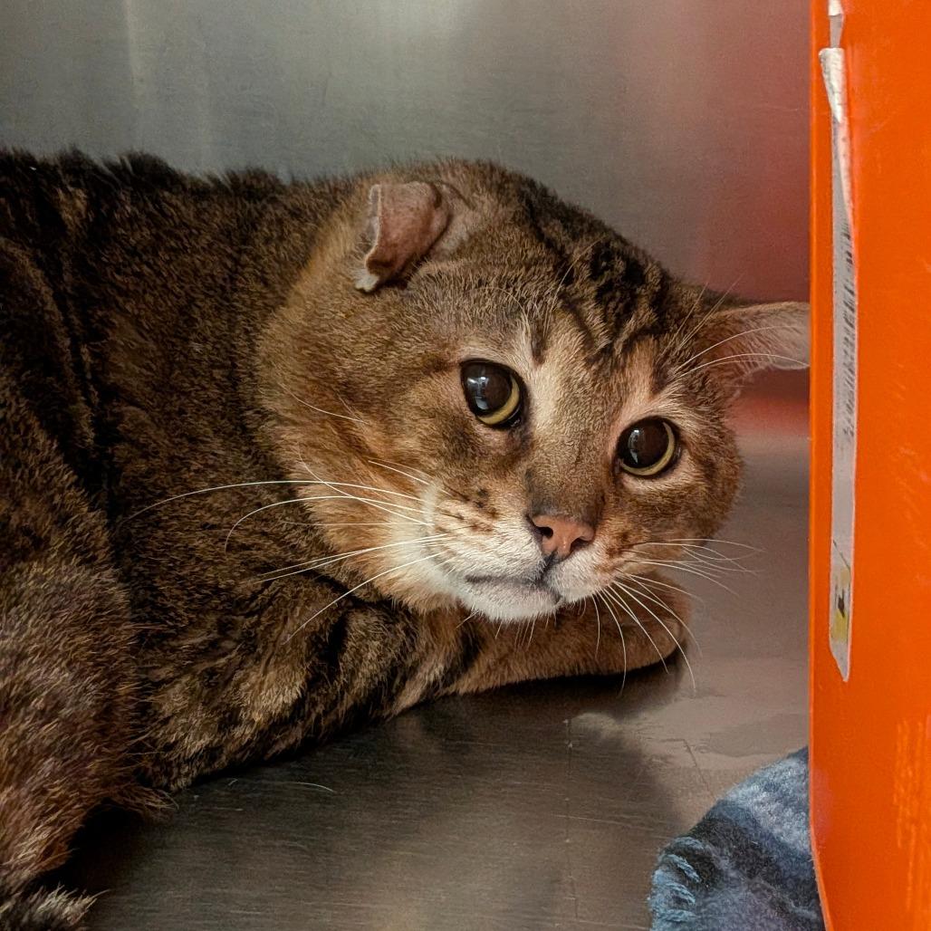 Doritos Loco Taco, Adoptable, Adult Male Domestic Short Hair.