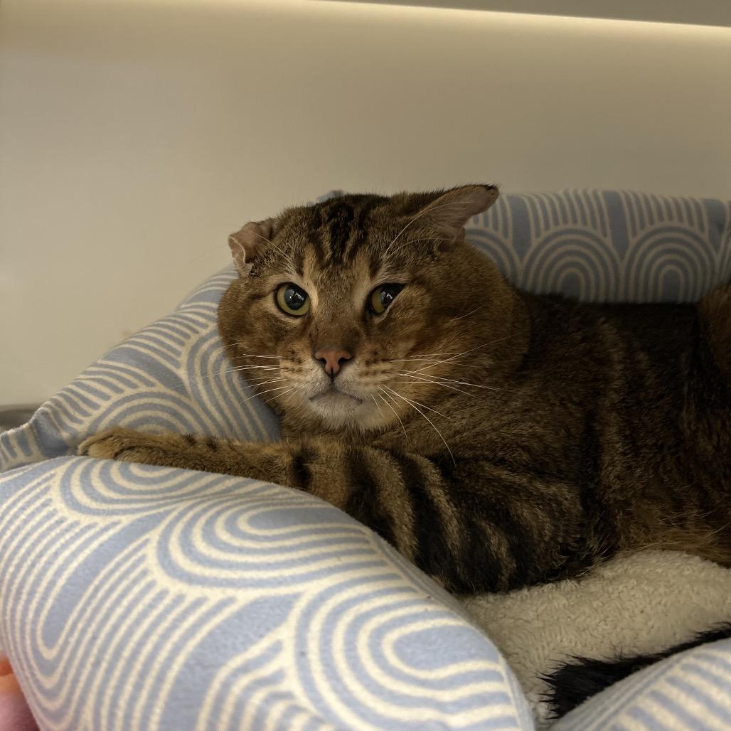 Enlarge Doritos Loco Taco, a Adoptable mixed breed in Houston, TX image 2/4