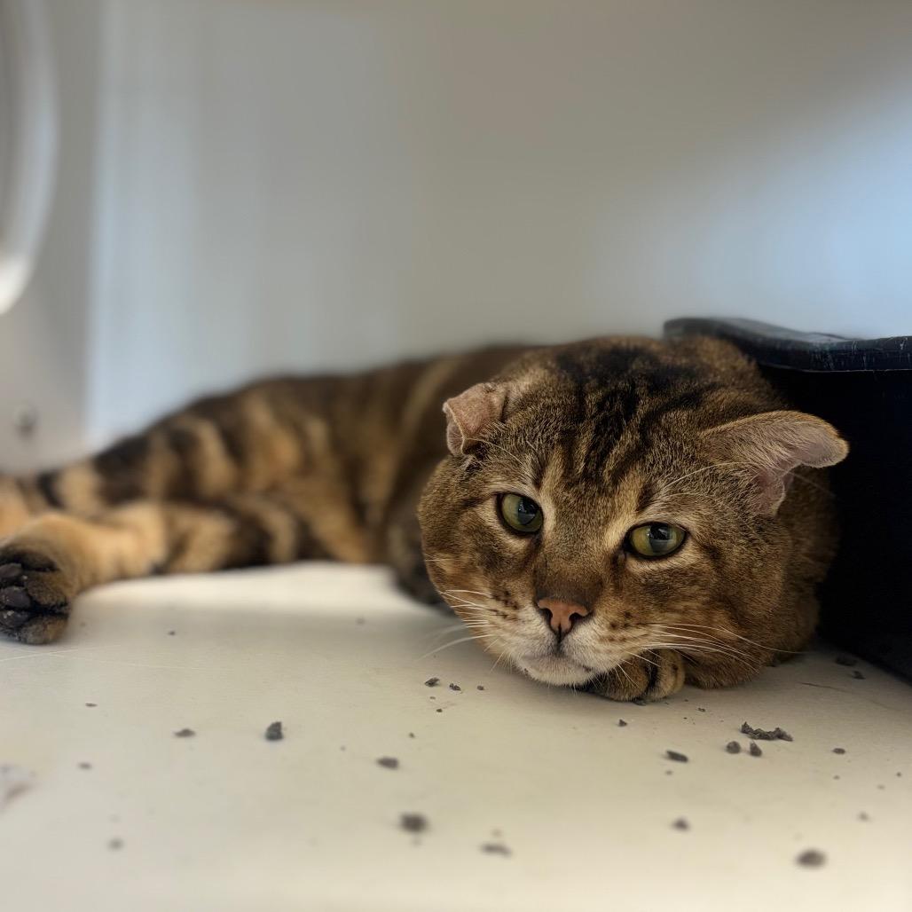 Enlarge Doritos Loco Taco, a Adoptable mixed breed in Houston, TX image 3/4