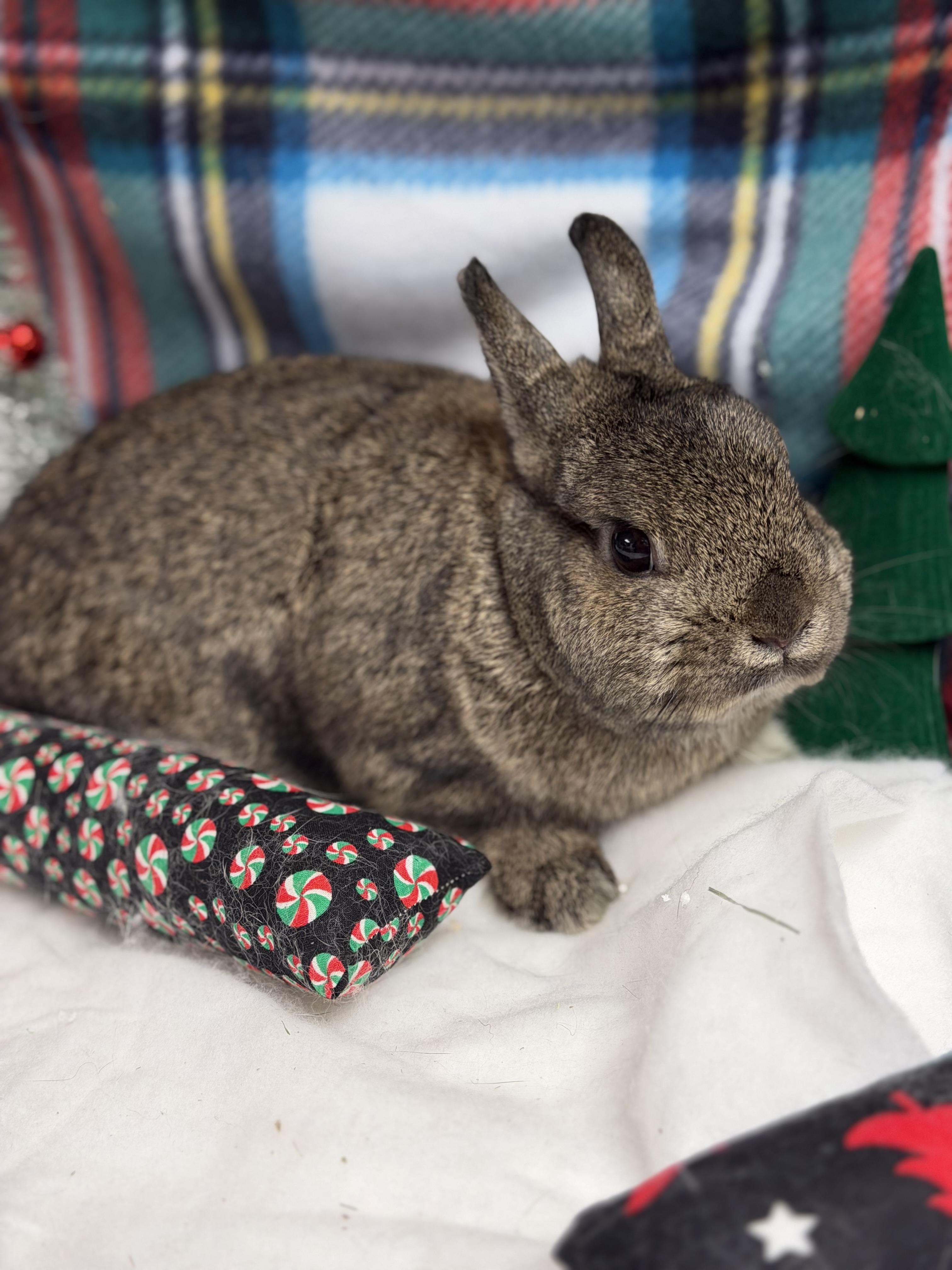 Minnie: vidéo!!, a Adoptable Netherland Dwarf in Edinburg, PA image 2/6