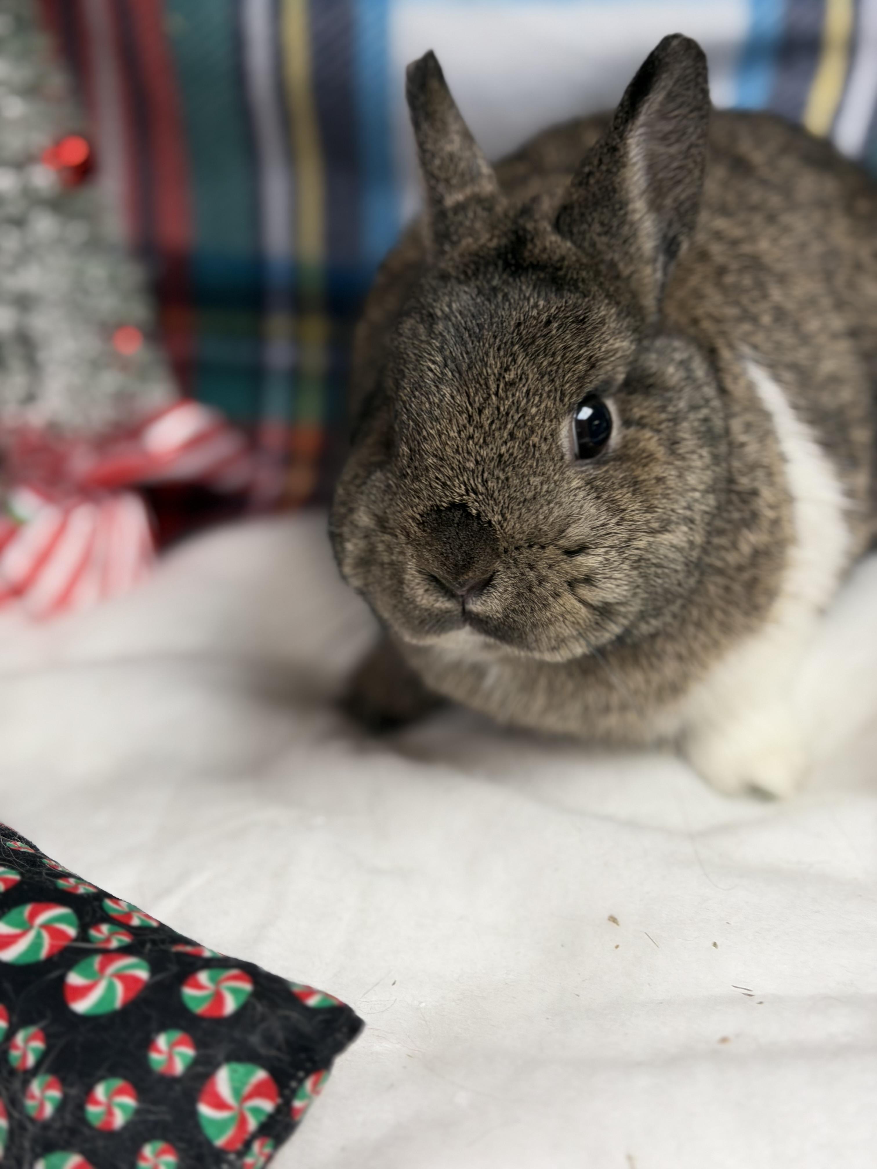 Minnie: vidéo!!, a Adoptable Netherland Dwarf in Edinburg, PA image 1/6