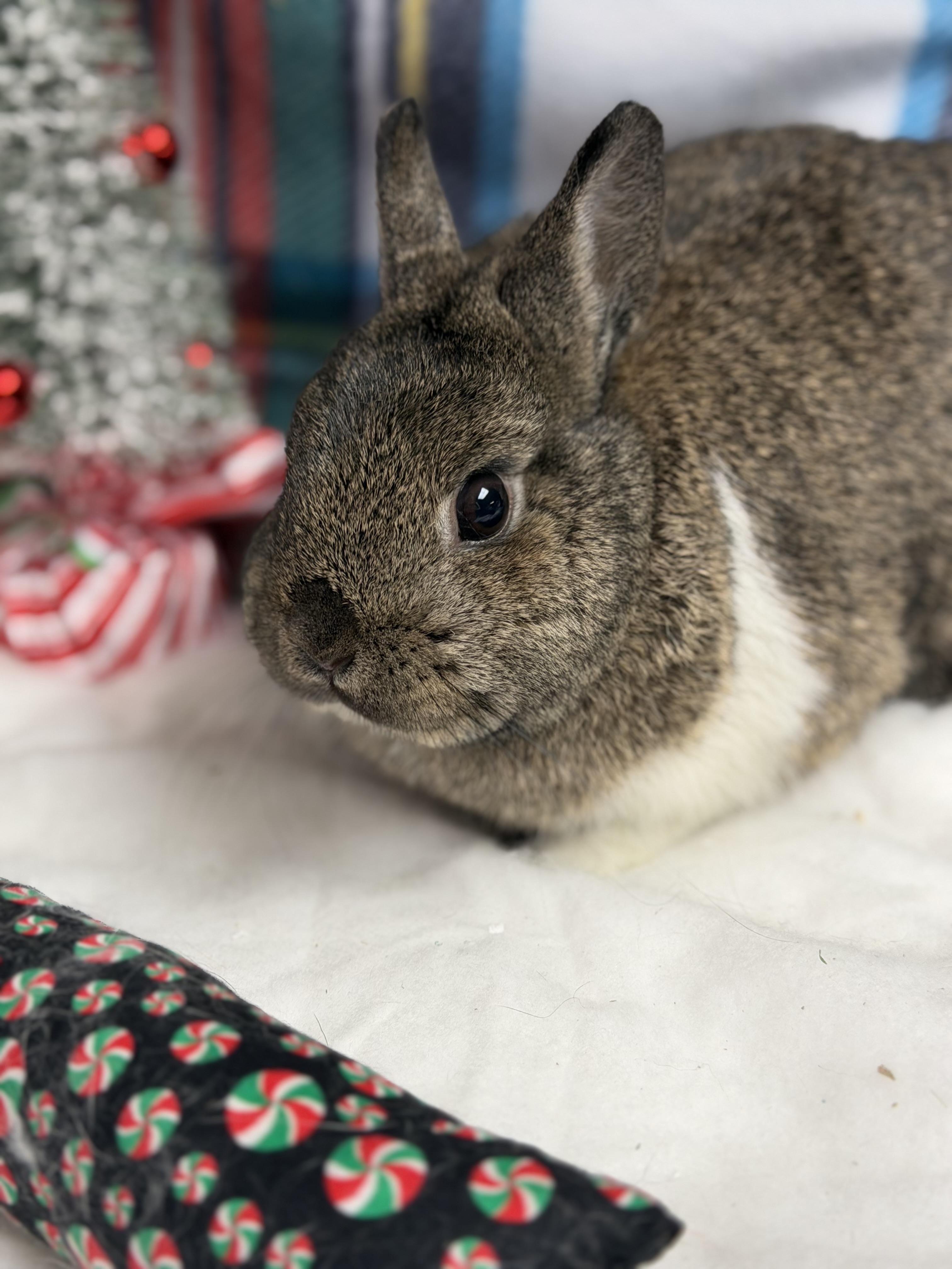 Minnie: vidéo!!, a Adoptable Netherland Dwarf in Edinburg, PA image 3/6
