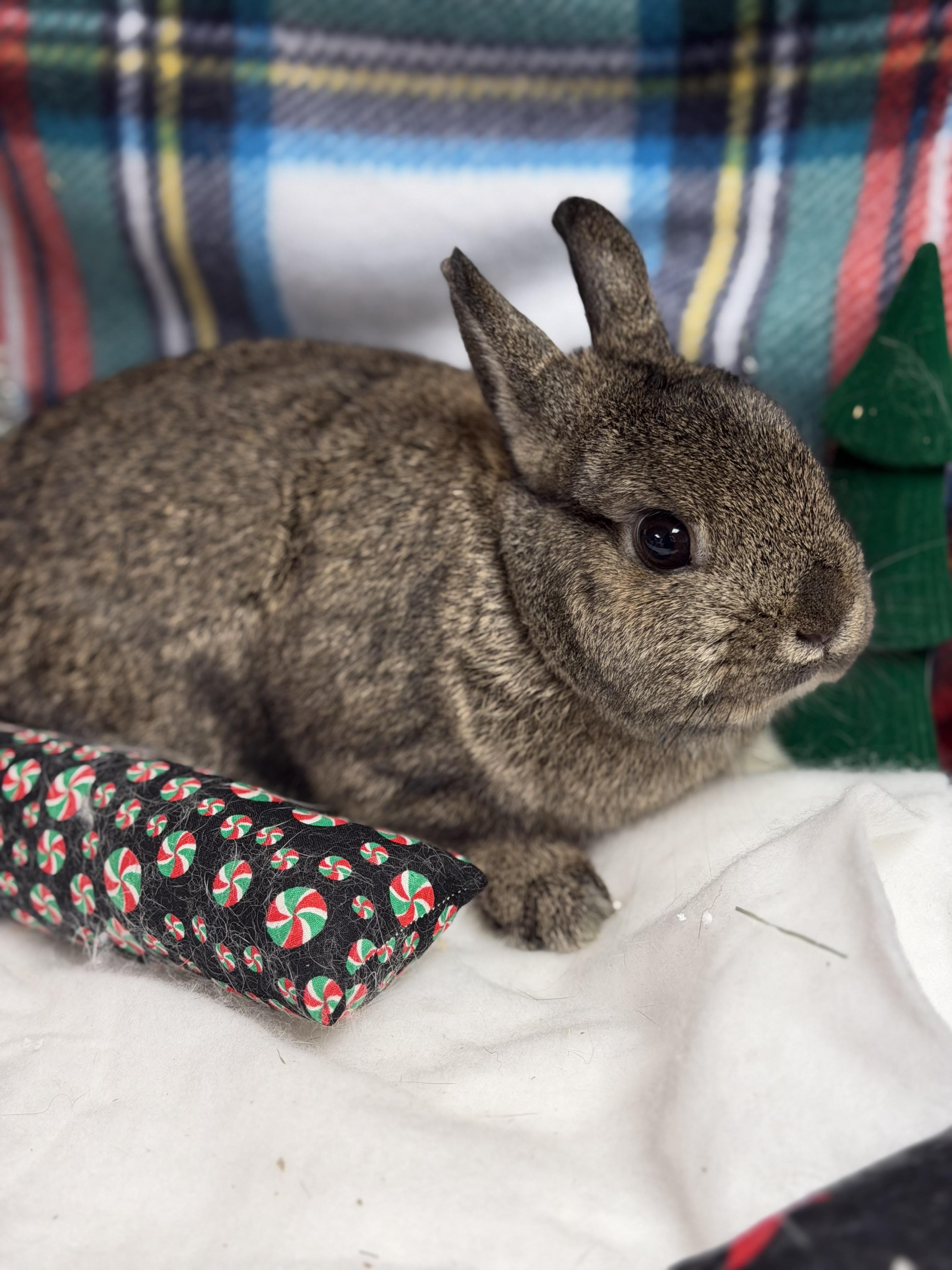 Minnie: vidéo!!, a Adoptable Netherland Dwarf in Edinburg, PA image 4/6