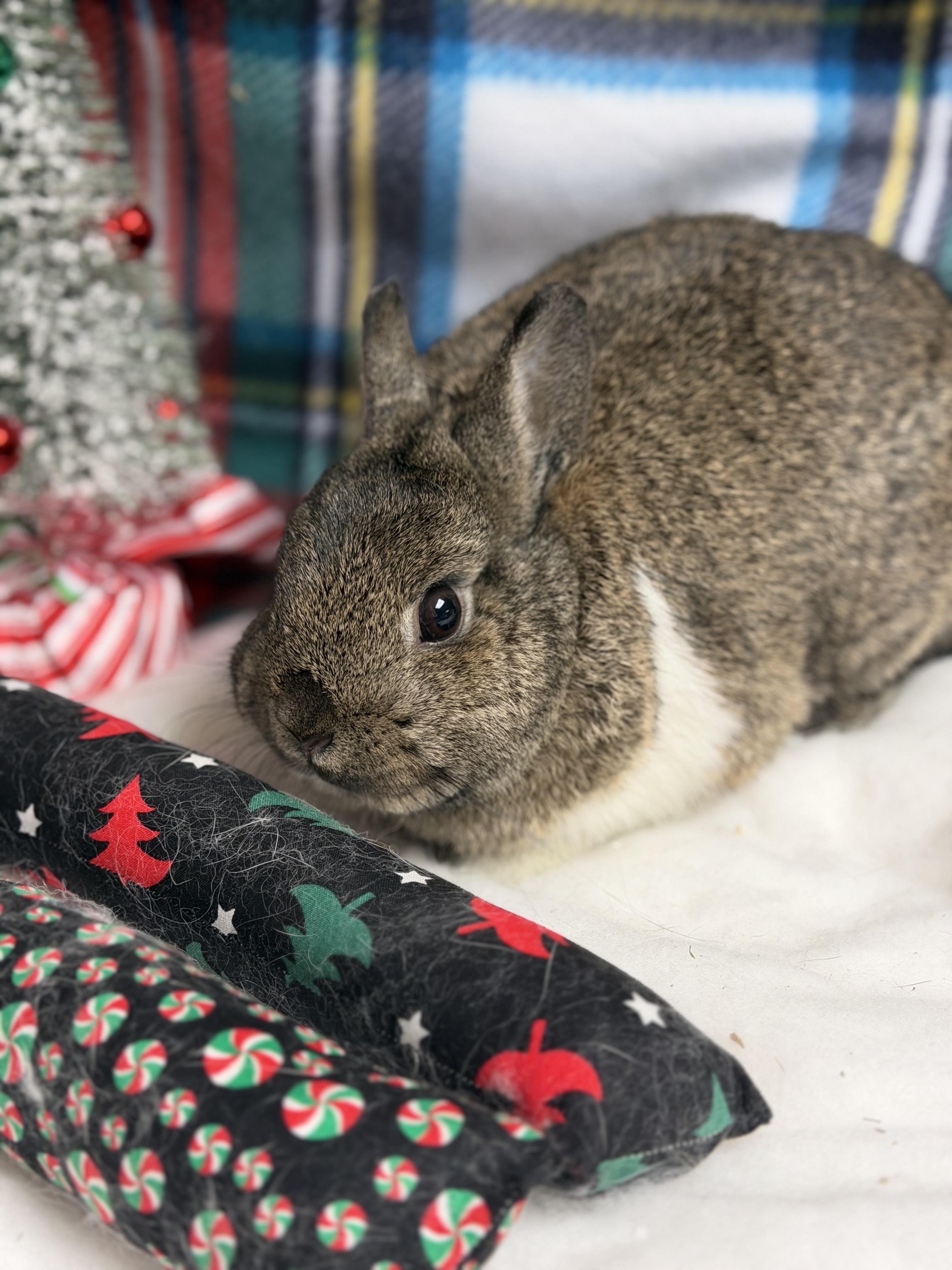 Minnie: vidéo!!, a Adoptable Netherland Dwarf in Edinburg, PA image 5/6