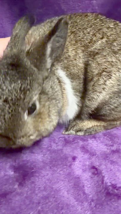 Enlarge Minnie: vidéo!!, a Adoptable Netherland Dwarf in Edinburg, PA video 6/6