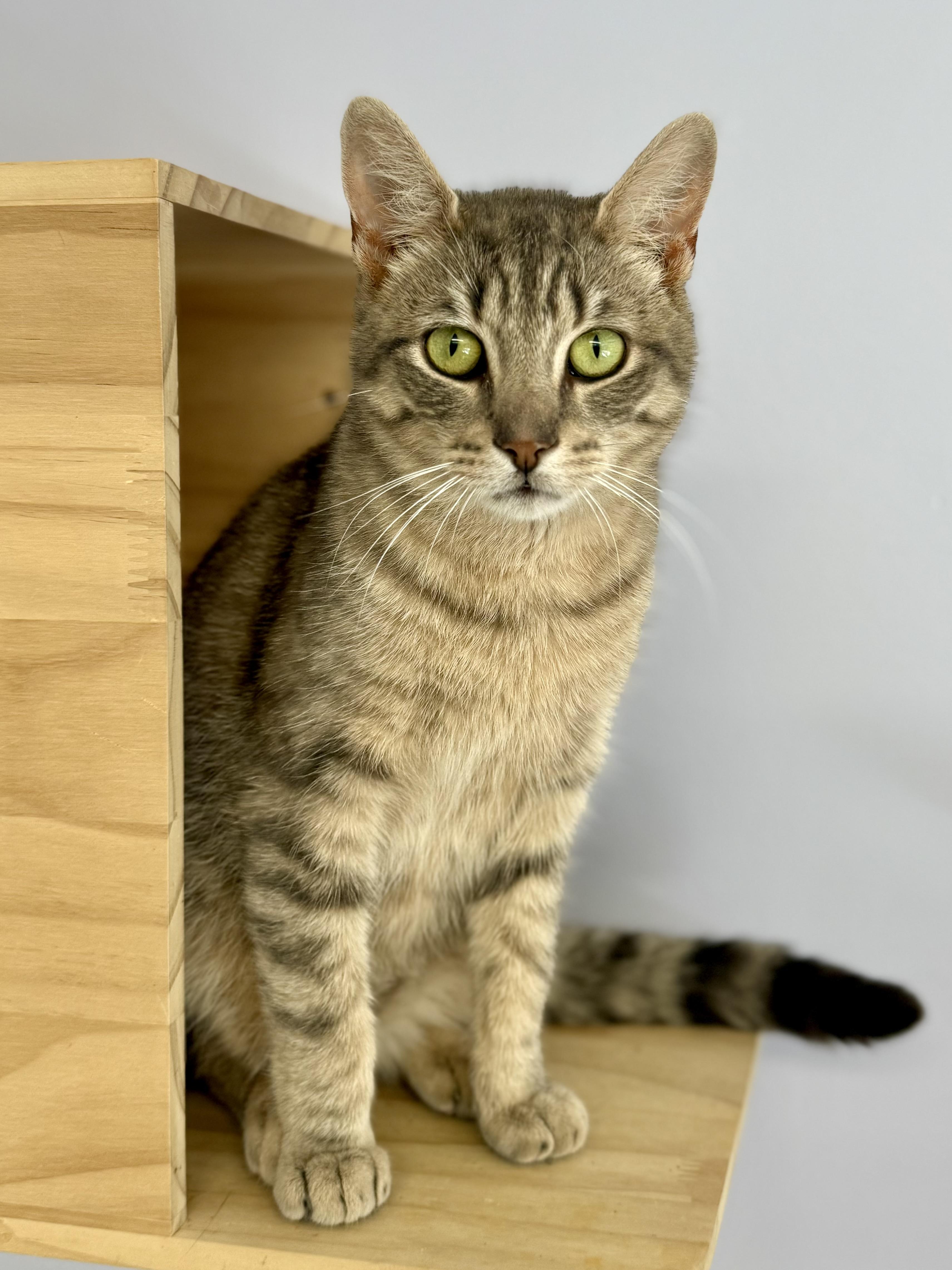 Riggs, Adult Male unknown