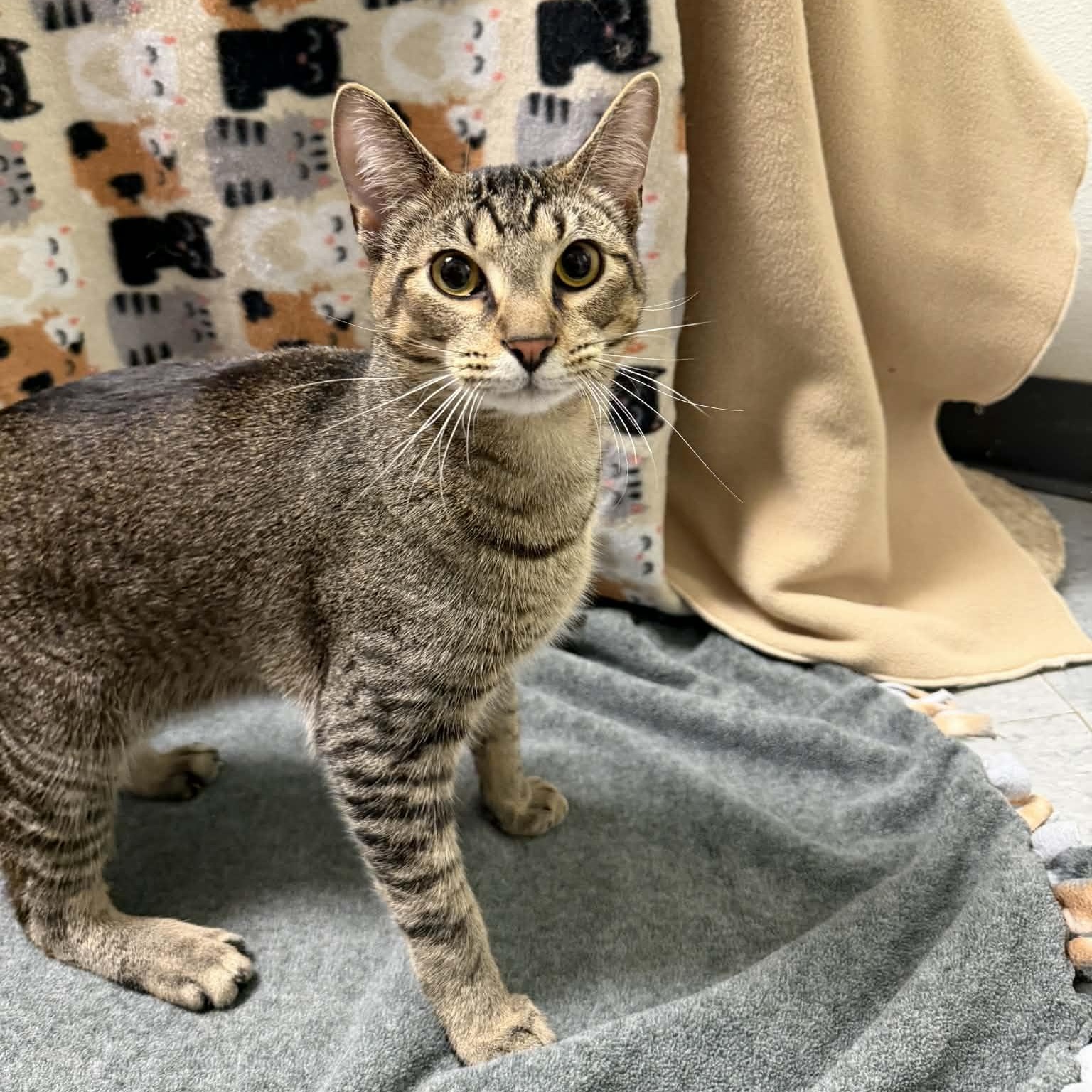 Russell, Adoptable, Young Male Domestic Short Hair.