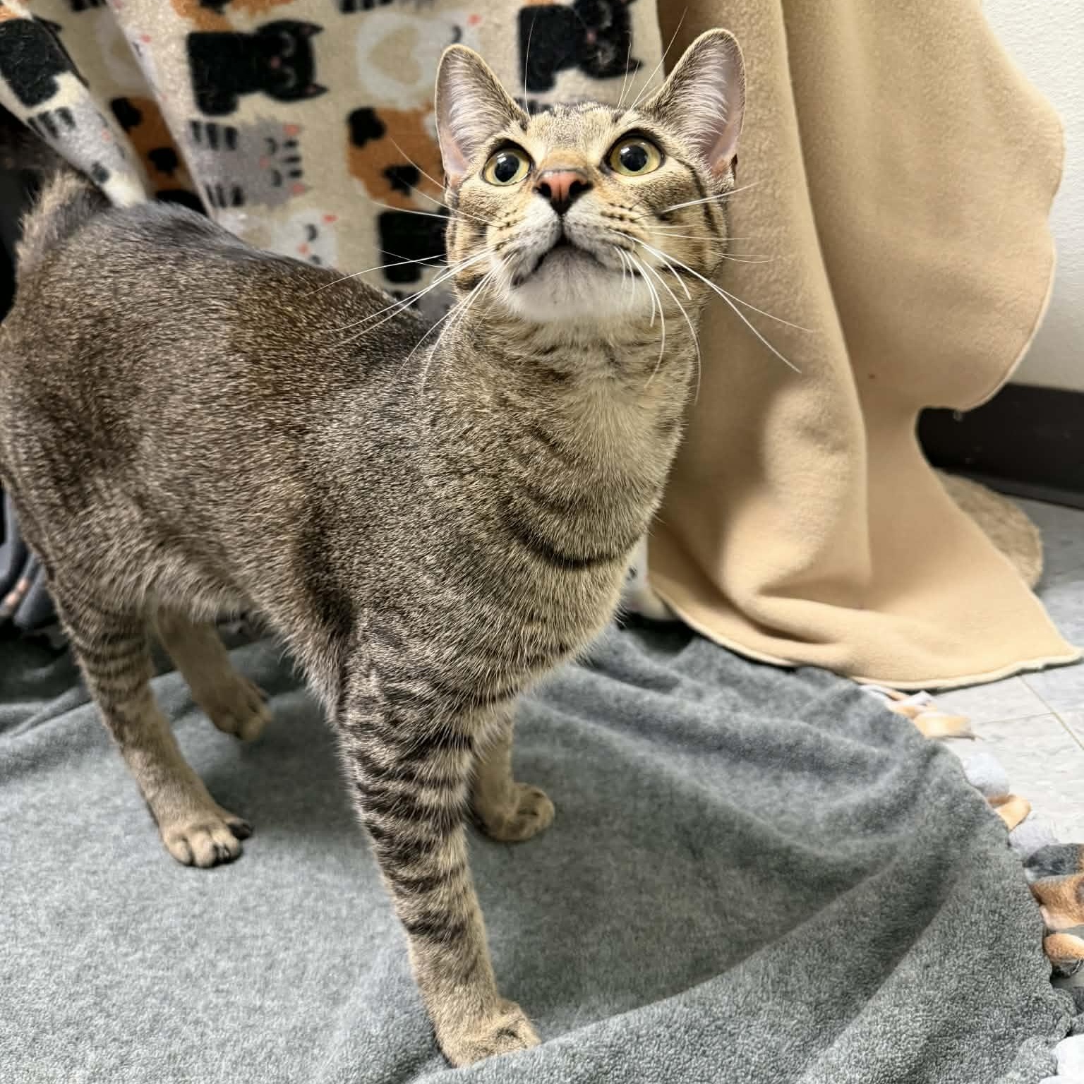 Enlarge Russell, a Adoptable Domestic Short Hair in Martinsville, IN image 2/2