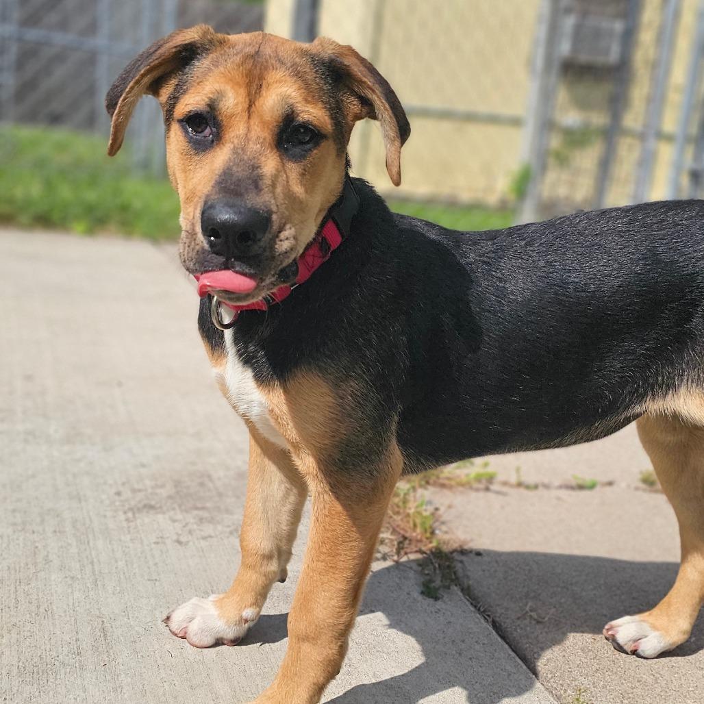 Crystal, Adoptable, Puppy Female Hound & Mixed Breed.