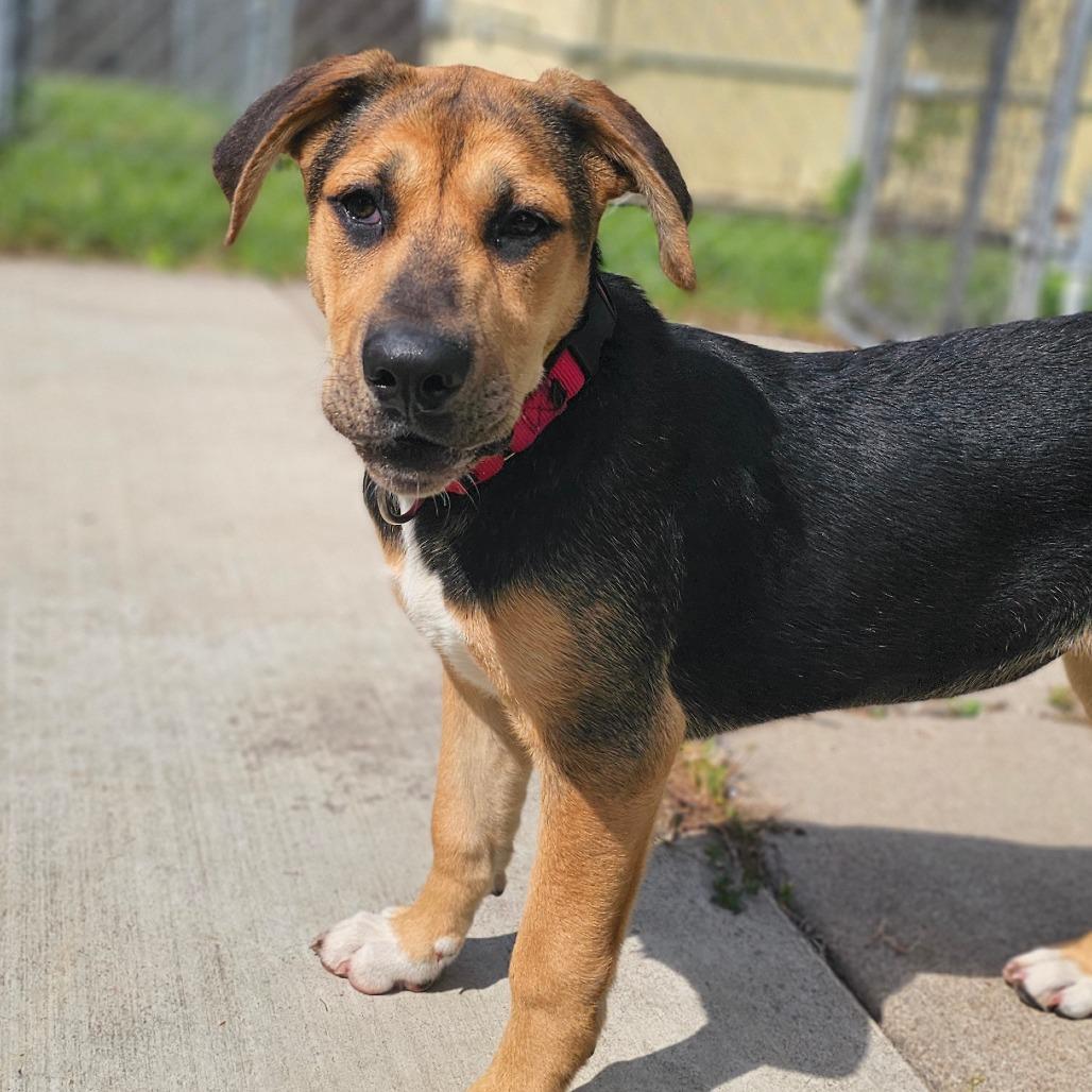 Enlarge Crystal, a Adoptable mixed breed in Tulsa, OK image 2/6