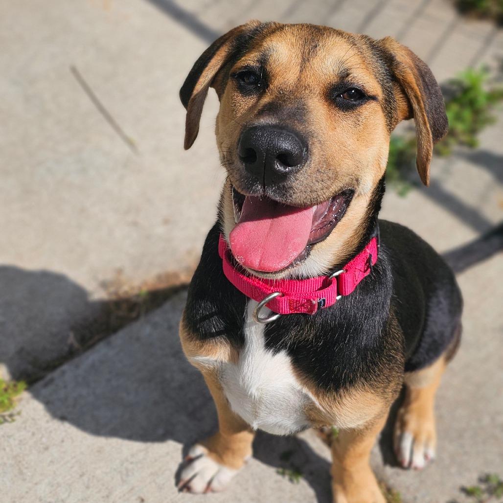 Enlarge Crystal, a Adoptable mixed breed in Tulsa, OK image 3/6