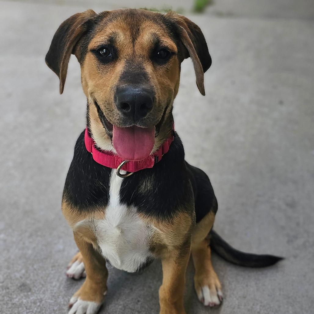 Enlarge Crystal, a Adoptable mixed breed in Tulsa, OK image 5/6