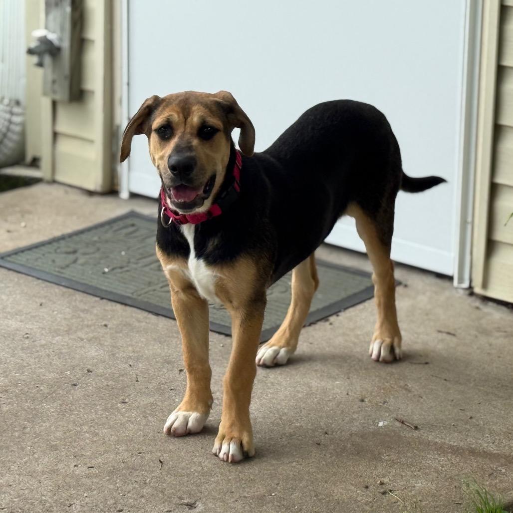 Enlarge Crystal, a Adoptable mixed breed in Tulsa, OK image 6/6