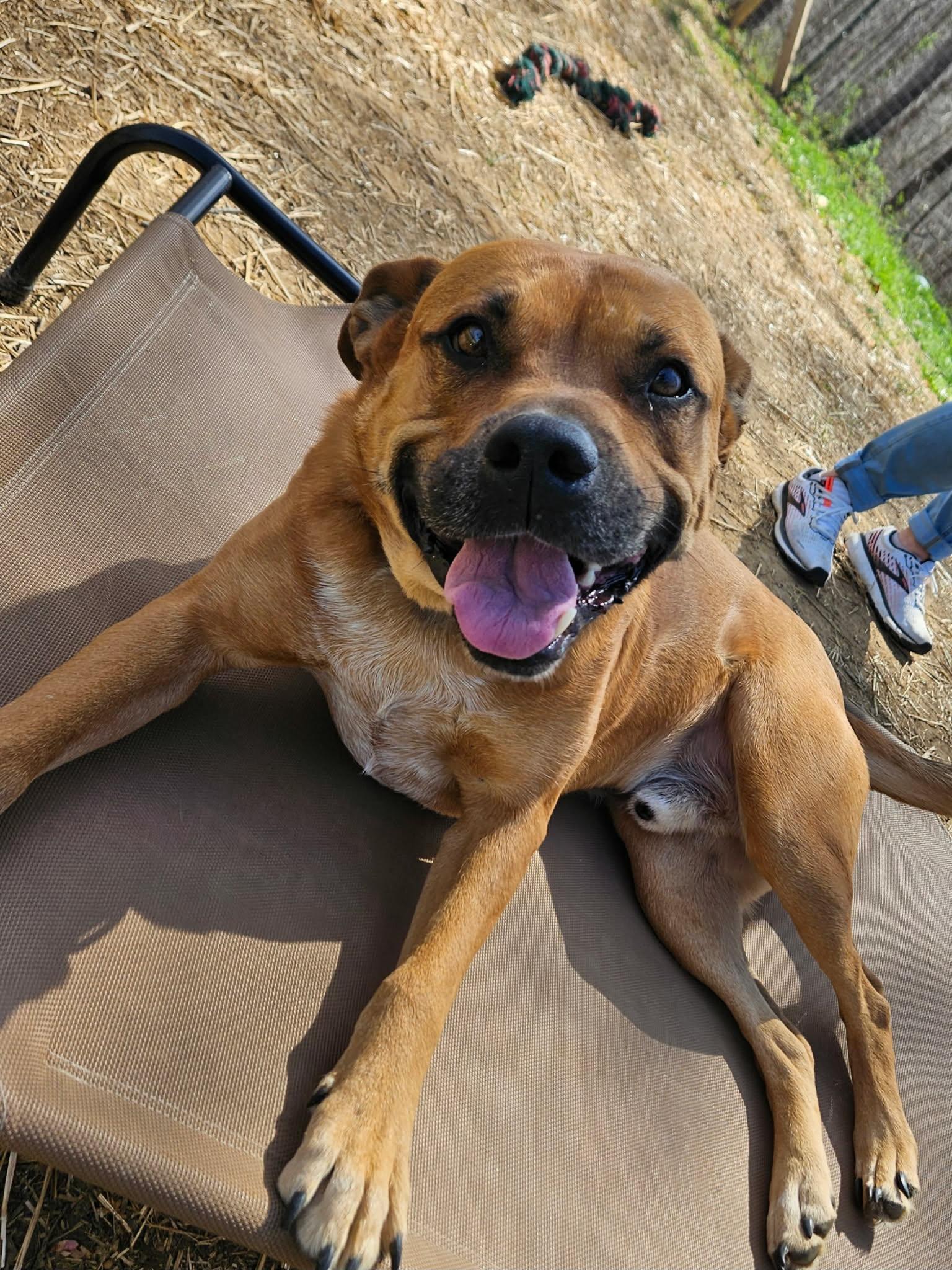 Enlarge Joey, a ADOPTABLE mixed breed in Hilham, TN image 4/5