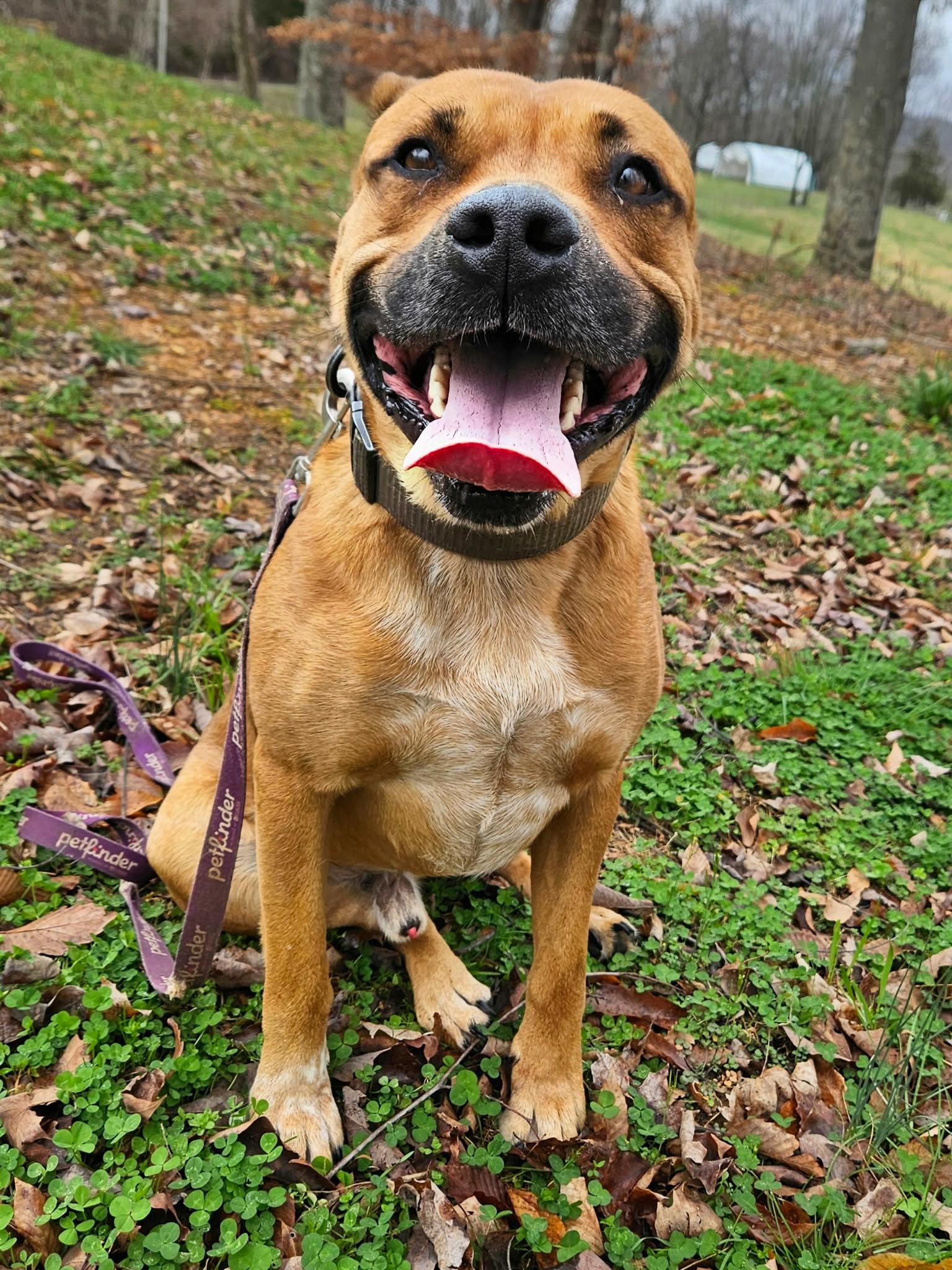 Enlarge Joey, a ADOPTABLE mixed breed in Hilham, TN image 1/5